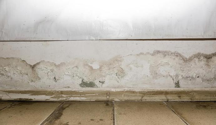 Mold growth on room wall