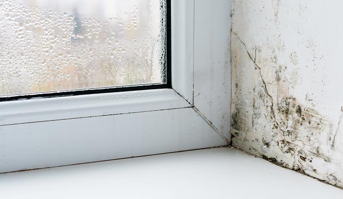 mold on wall near window