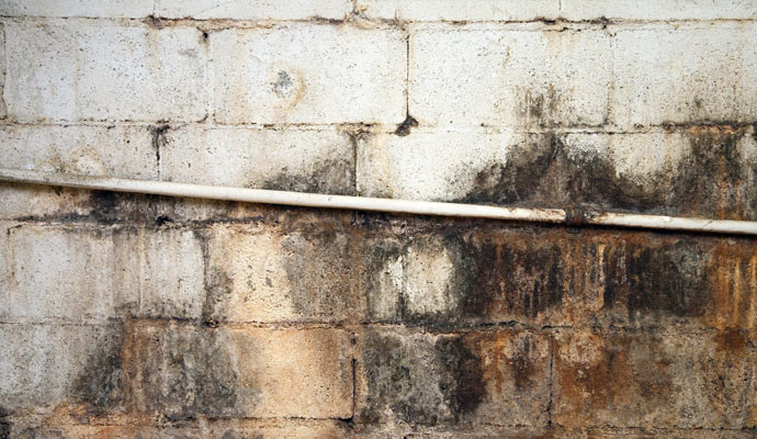 Moldy crawl space wall