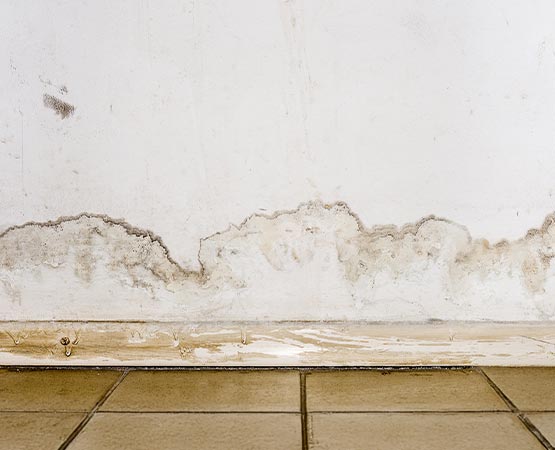 Mold growth on room wall