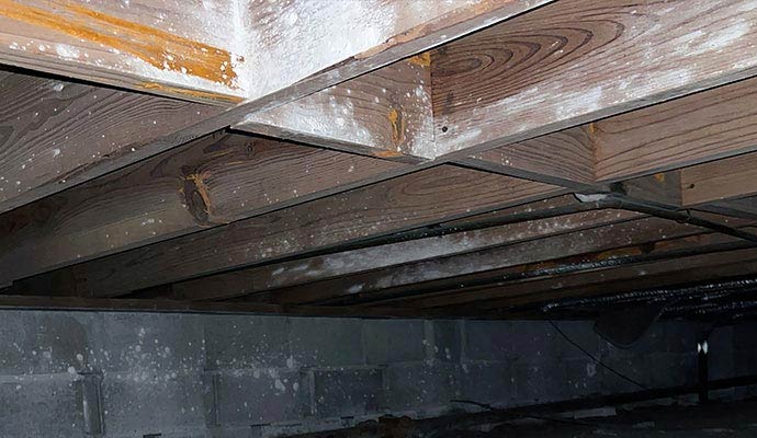 Crawl space wooden framing white mold issue